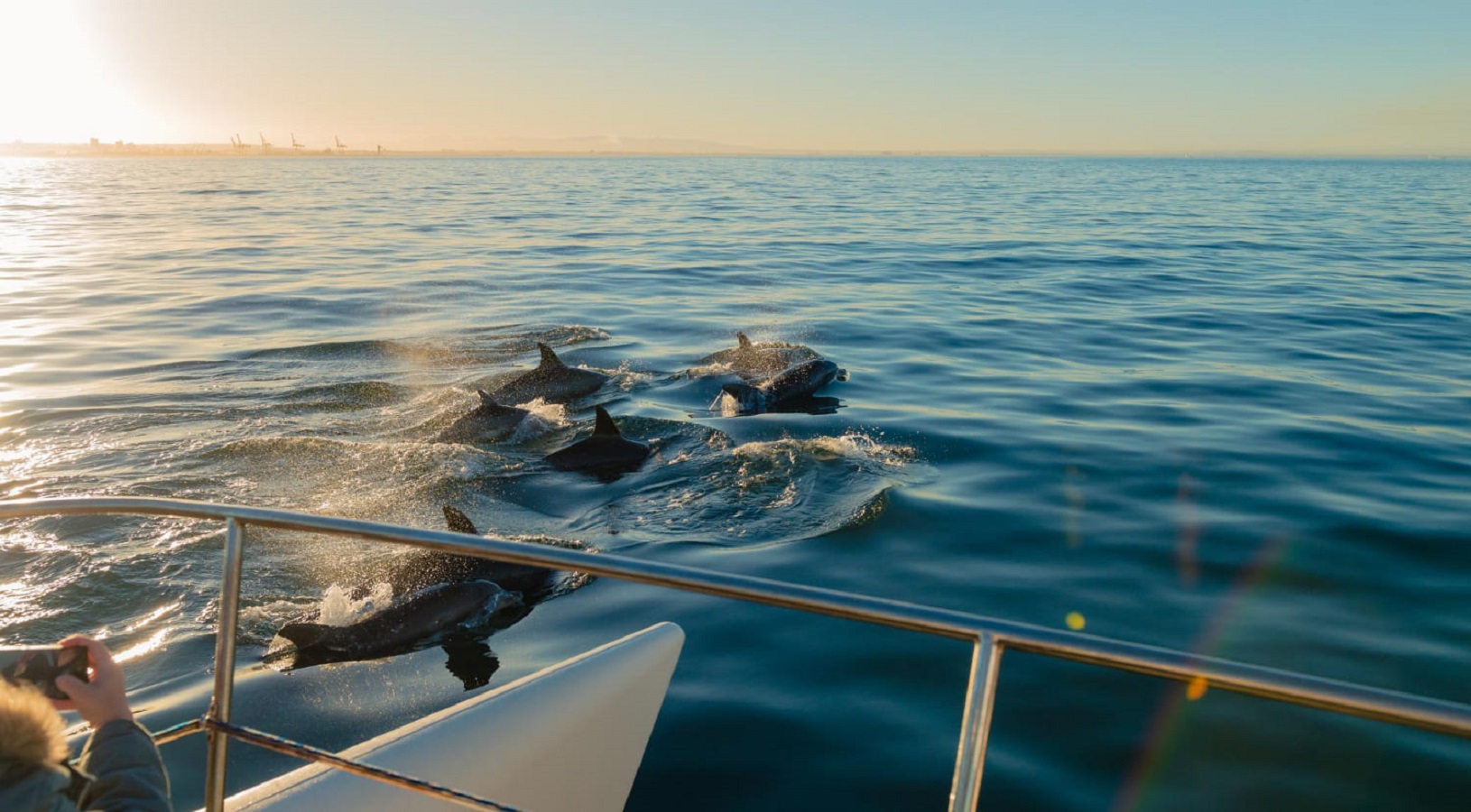 avistamiento de delfines y ballenas en madeiro